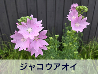四宮造園 弊社の中庭