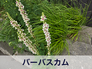 四宮造園 弊社の中庭