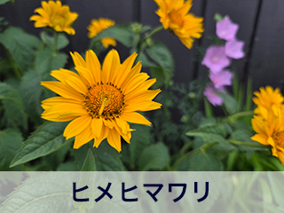 四宮造園 弊社の中庭