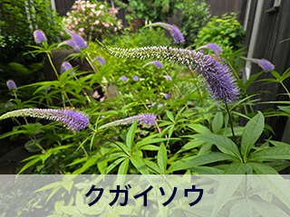 四宮造園 弊社の前庭
