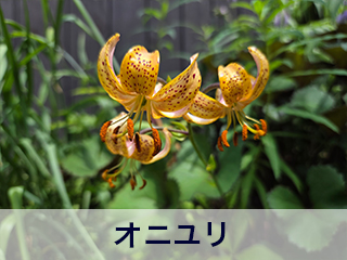 四宮造園 弊社の前庭
