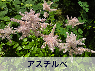 四宮造園 弊社の前庭