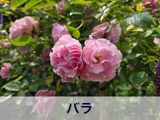 四宮造園 弊社の前庭