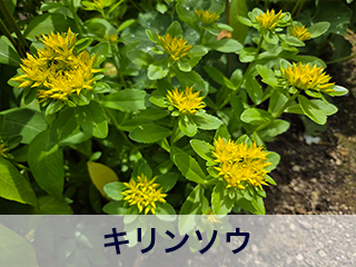 四宮造園 弊社の前庭