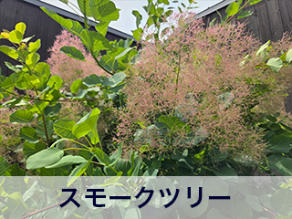四宮造園 弊社の前庭