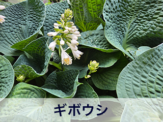 四宮造園 弊社の前庭