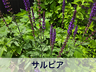 四宮造園 弊社の前庭