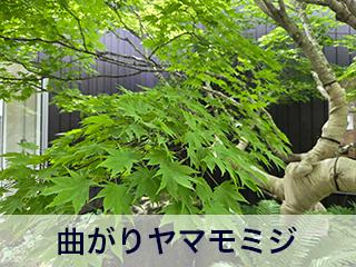 四宮造園 弊社の前庭