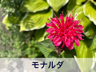 四宮造園 弊社の前庭
