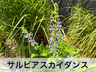 四宮造園 弊社の前庭
