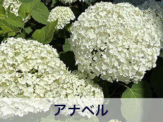 四宮造園 弊社の中庭