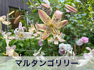 四宮造園 弊社の中庭