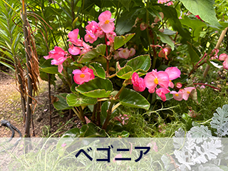 四宮造園 弊社の中庭