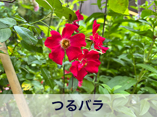 四宮造園 弊社の中庭