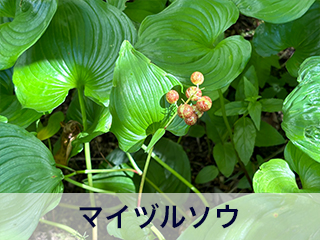 四宮造園 弊社の中庭