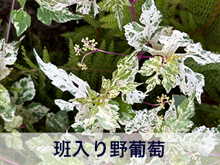 四宮造園 弊社の中庭