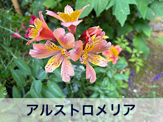 四宮造園 弊社の中庭