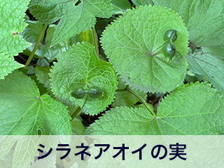 四宮造園 弊社の中庭