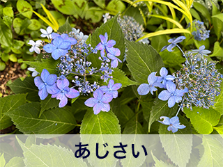 四宮造園 弊社の中庭