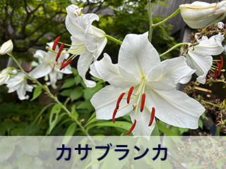 四宮造園 弊社の中庭