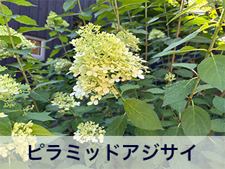 四宮造園 弊社の中庭