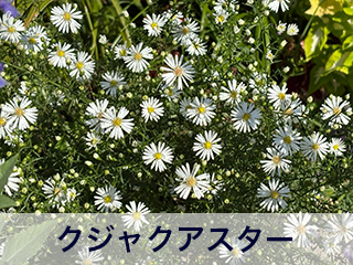 四宮造園 弊社の前庭