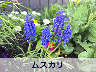 四宮造園 弊社の前庭