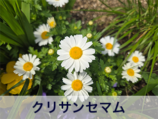 四宮造園 弊社の前庭
