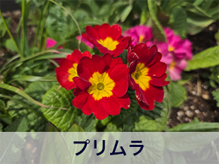 四宮造園 弊社の前庭