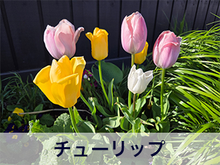 四宮造園 弊社の前庭