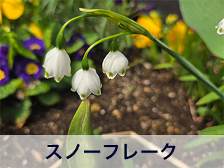 四宮造園 弊社の前庭