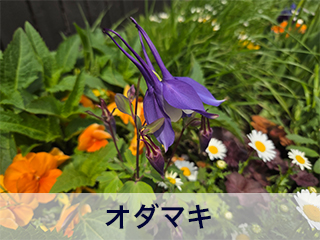 四宮造園 弊社の前庭