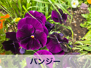 四宮造園 弊社の前庭