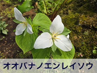 四宮造園 弊社の前庭
