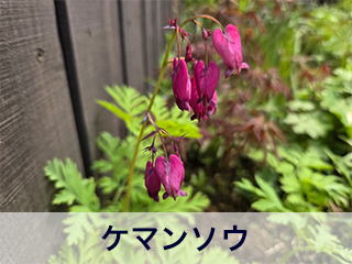 四宮造園 弊社の前庭