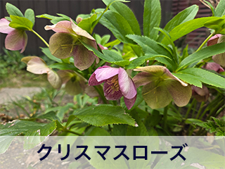 四宮造園 弊社の前庭