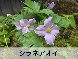 四宮造園 弊社の前庭