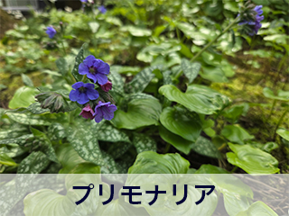 四宮造園 弊社の前庭