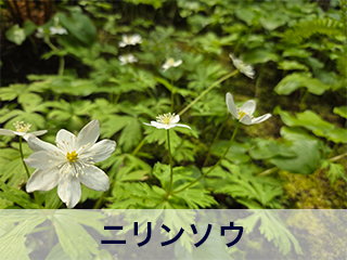 四宮造園 弊社の前庭
