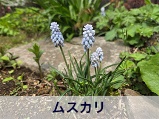 四宮造園 弊社の前庭