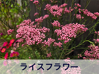 四宮造園 弊社の前庭