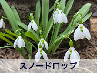 四宮造園 弊社の前庭