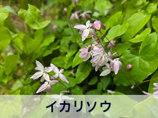 四宮造園 弊社の中庭