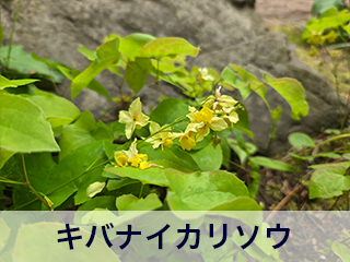 四宮造園 弊社の中庭