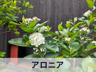 四宮造園 弊社の中庭