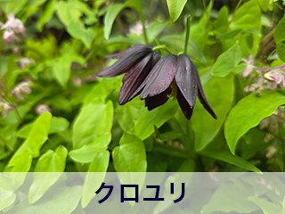 四宮造園 弊社の中庭