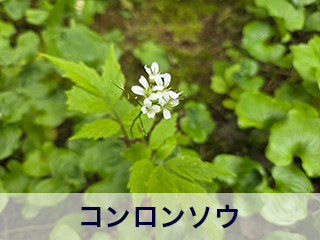 四宮造園 弊社の中庭