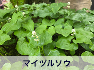 四宮造園 弊社の中庭
