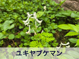 四宮造園 弊社の中庭