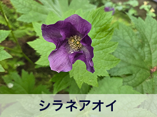 四宮造園 弊社の中庭